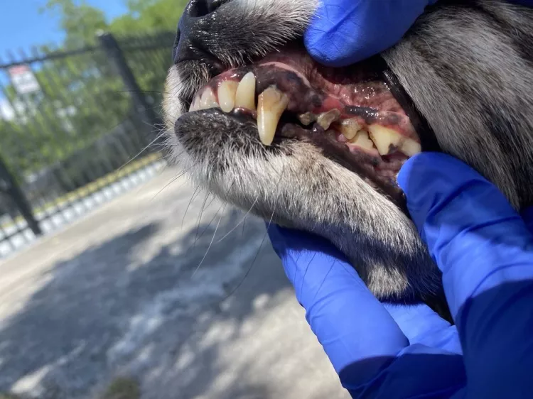 EZ Pet Dental Care, Florida, Miami